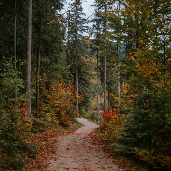 Herbstlicher Wanderweg im Wald